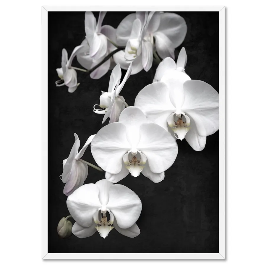 Orchid Blooms on Dark - Art Print