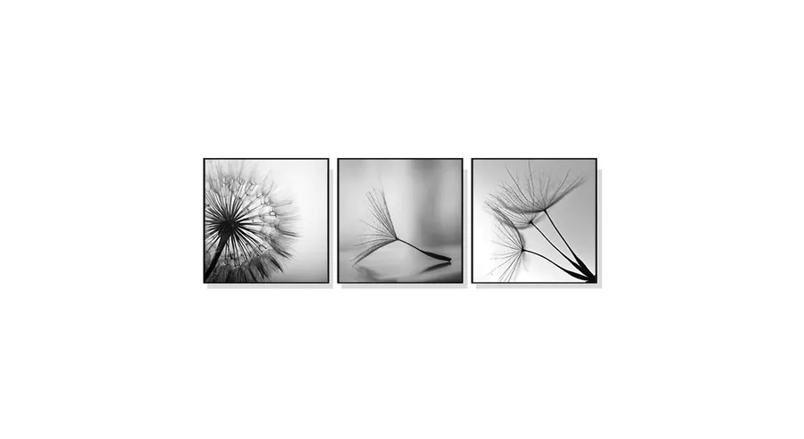 Set of 3 Black and White Dandelions Wall Art Canvas 3 sizes available 50cm x 50cm