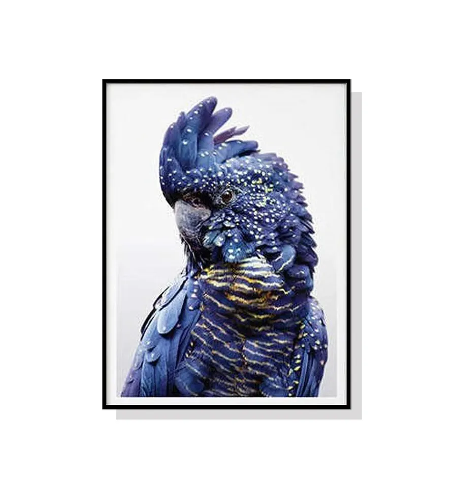 Blue Cockatoo Wall Art Canvas 3 sizes available 50cm x 70cm