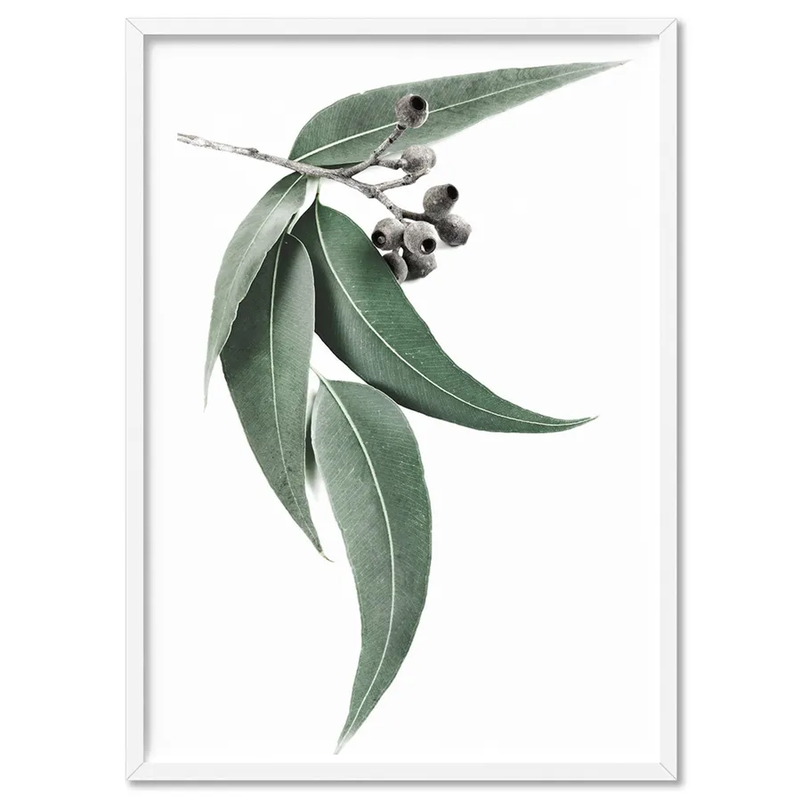 Eucalyptus Leaves & Gumnuts I - Art Print