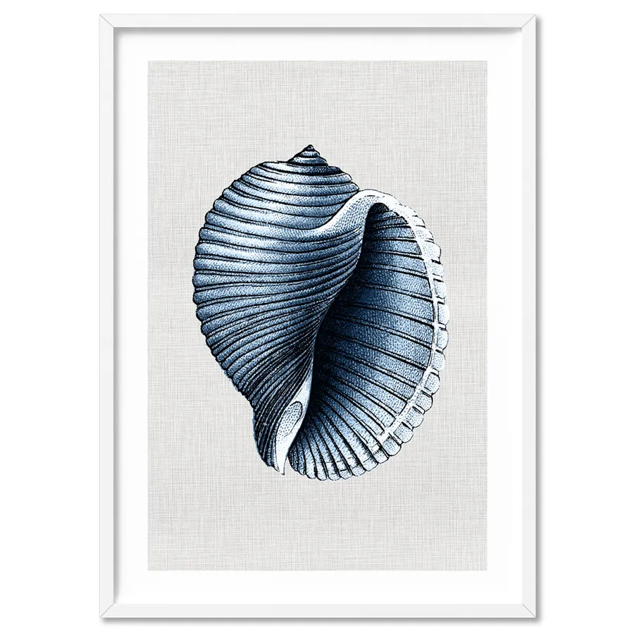 Sea Shells in Navy | Scotch Bonnet - Art Print