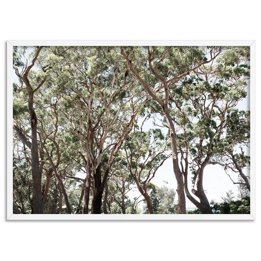 Among the Gumtrees II - Art Print