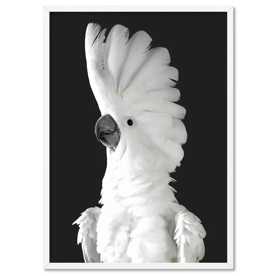 White Cockatoo on Charcoal Background - Art Print