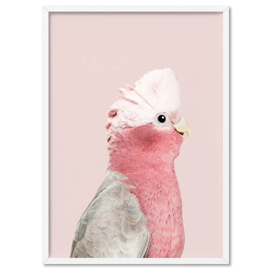 Galah Pink Cockatoo on Blush - Art Print
