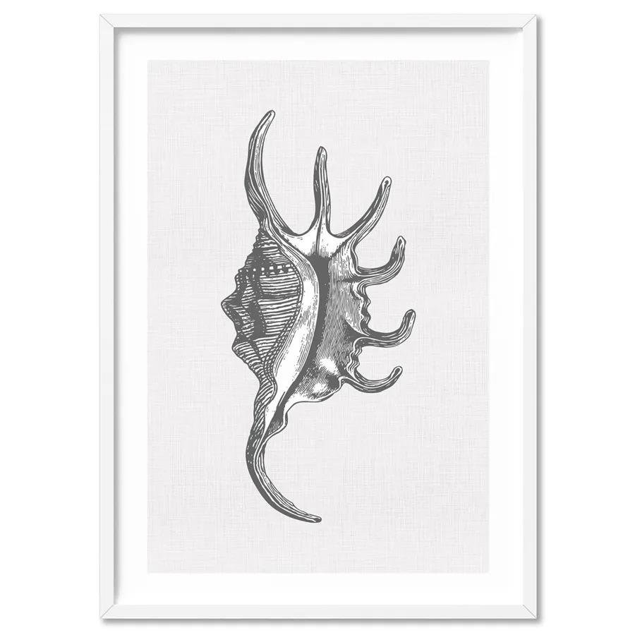 Sea Shells in Grey | Spider Conch - Art Print