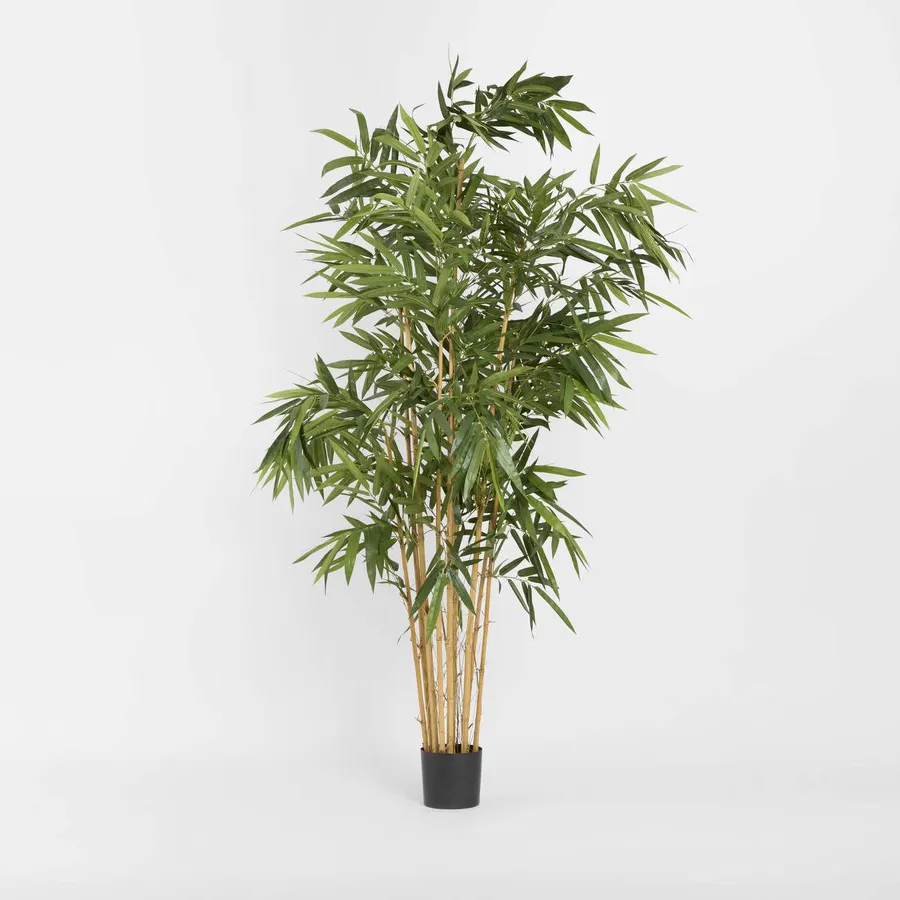 Giant Bamboo Tree 2.4m