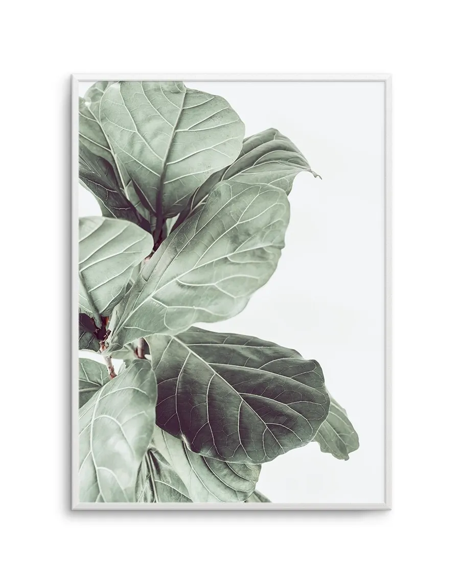 Fiddle Fig III
