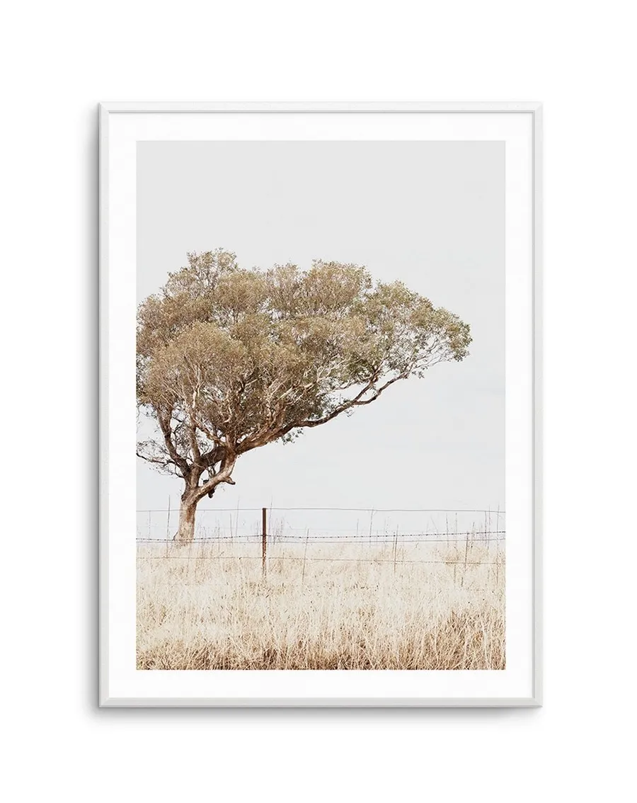 Tulip I - Illustration