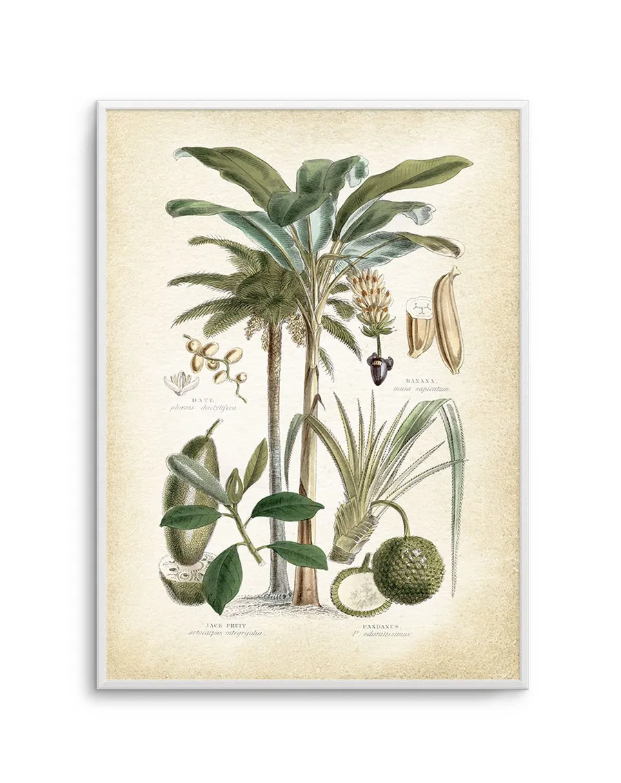 Hamptons Palm II