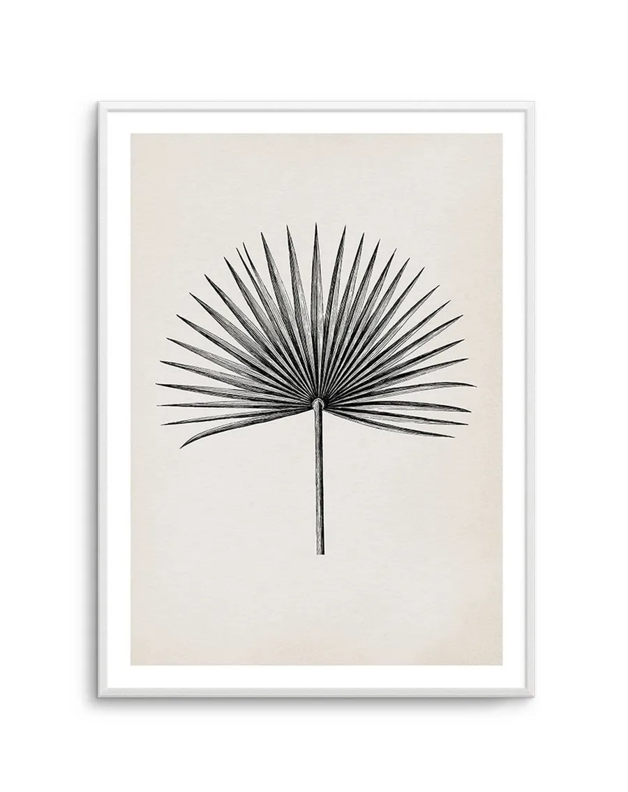 Fan Palm II