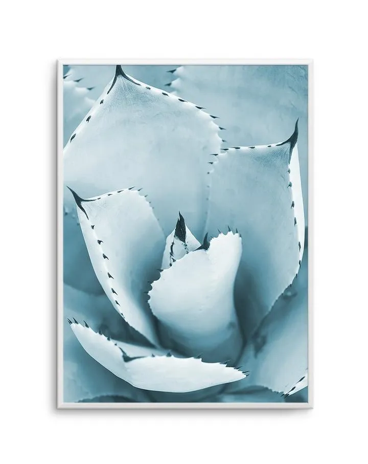 Succulent II | PT