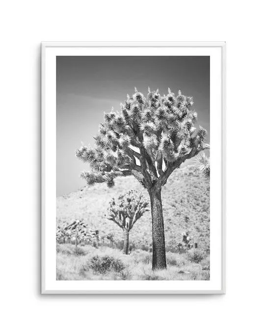 Joshua Tree III | B&W