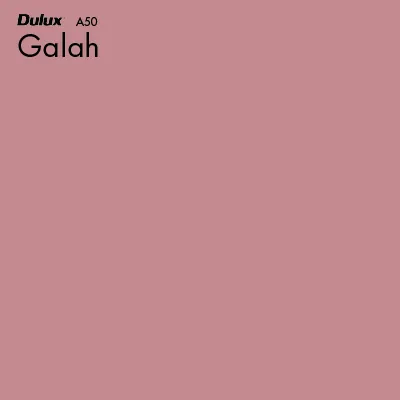 Galah