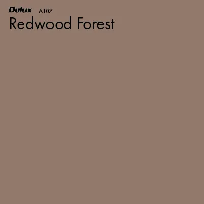 Redwood Forest