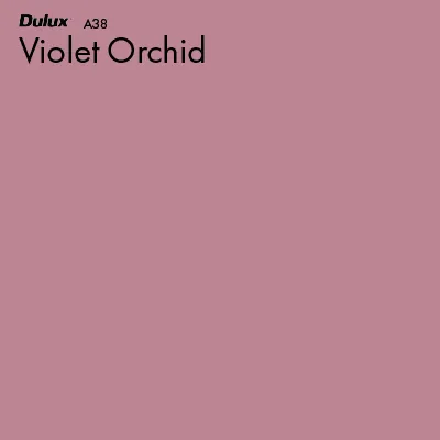 Violet Orchid