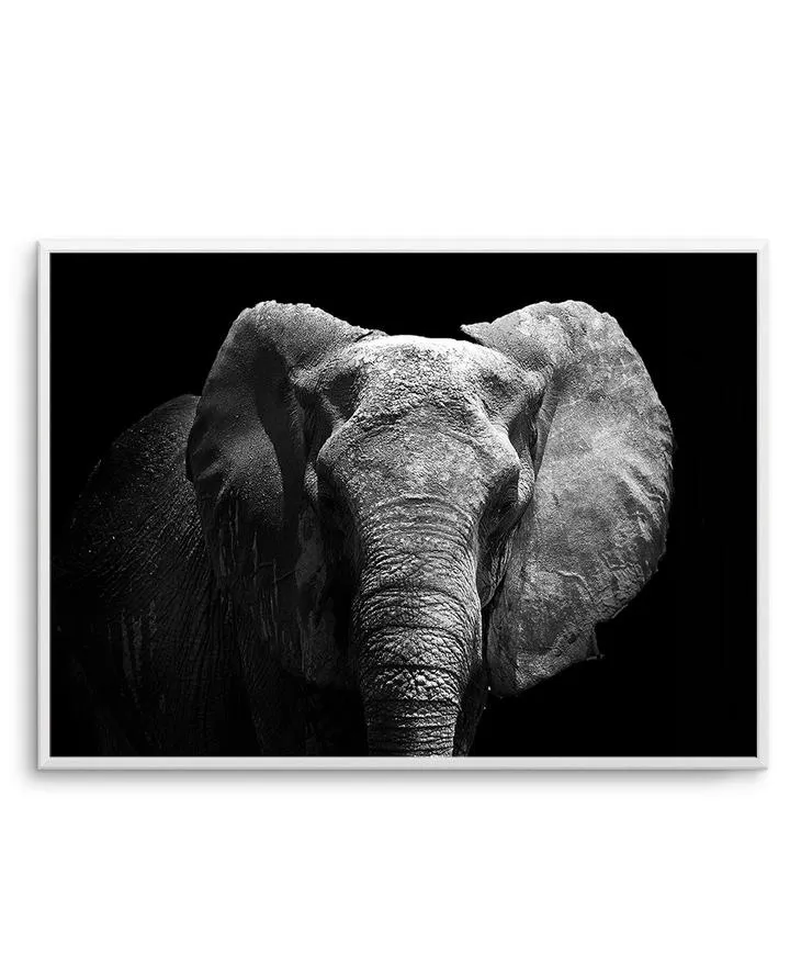 Elephant De Nuit | LS